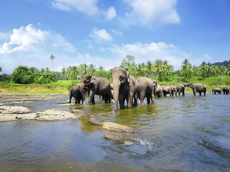 Auf dieser Rundreise unternehmen wir auch eine Safari in einem Nationalpark, in dem viele der wilden Elefanten Sri Lankas leben.