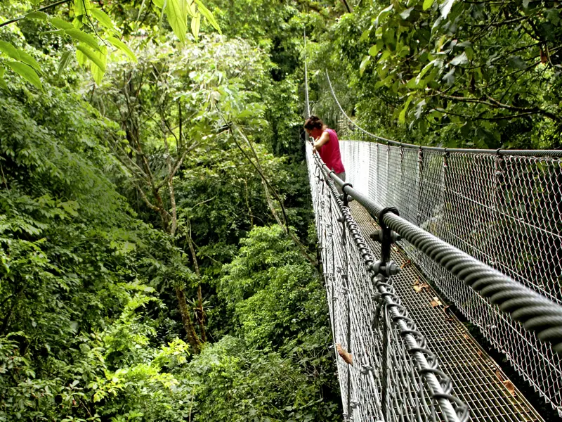 Auf unserer Studiosus-Reise in kleiner Gruppe durch Costa Rica erleben wir beim Baumwipfelspaziergang über Hängebrücken den tropischen Nebelwald in Monteverde.