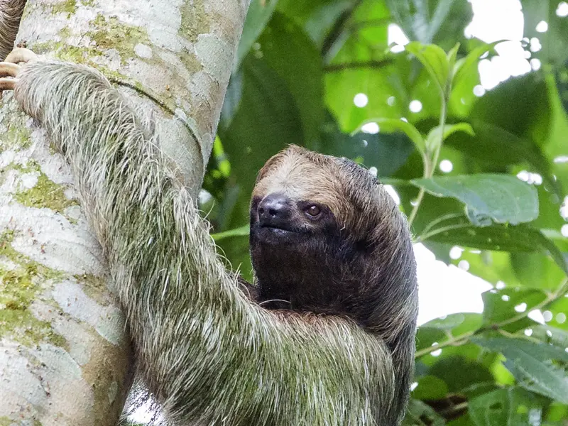 Mit etwas Glück posiert auf unserer Studiosus-Reise durch Costa Rica ein Faultier tiefenentspannt für unsere Kameras. Unsere kleine Gruppe ist ideal, um die Natur per Boot und zu Fuß zu entdecken.