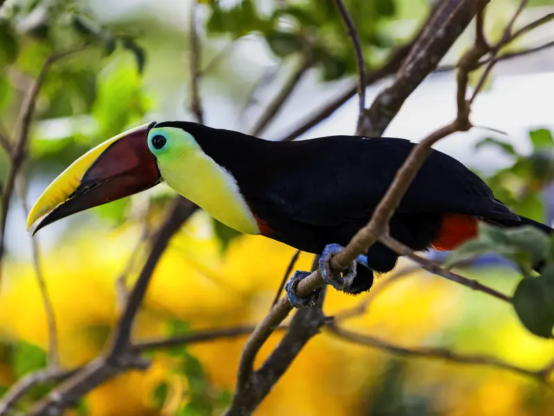 Auf unserer Reise durch Costa Rica erkunden wir das Naturparadies mit dem Boot und zu Fuß und kommen den Tieren, hier einem Tukan, ganz nah.