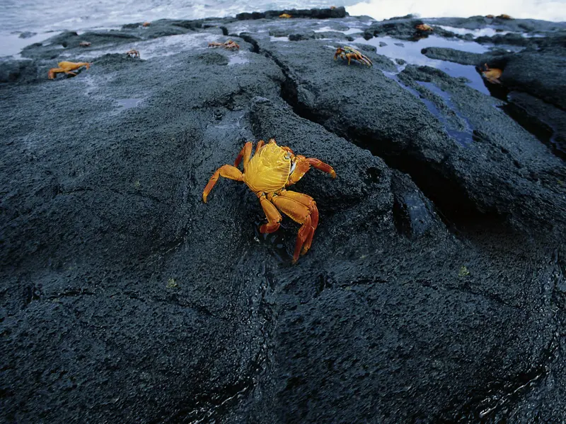 Auf unserer 15-tägigen smart & small-Reise nach Ecuador und Gálapagos in kleiner Gruppe erleben wir die Tierwelt im Naturparadies Galápagos hautnah.