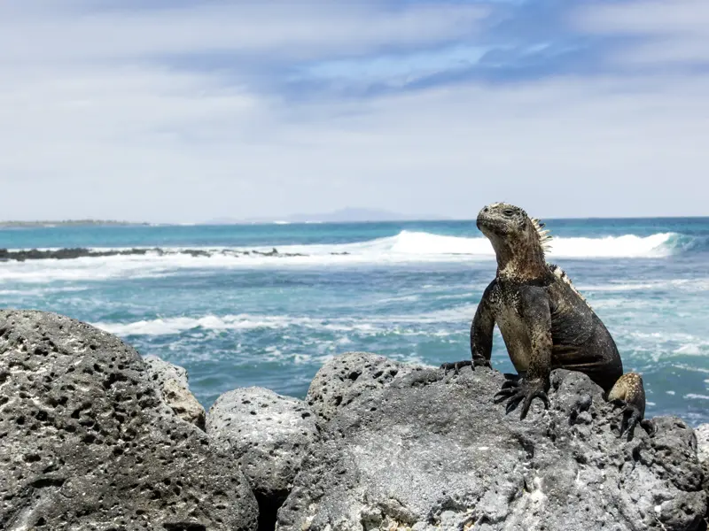 Auf unserer Reise nach Ecuador ist unsere kleine Gruppe perfekt, um die Tierwelt im Naturparadies Galápagos per Boot und zu Fuß zu entdecken.