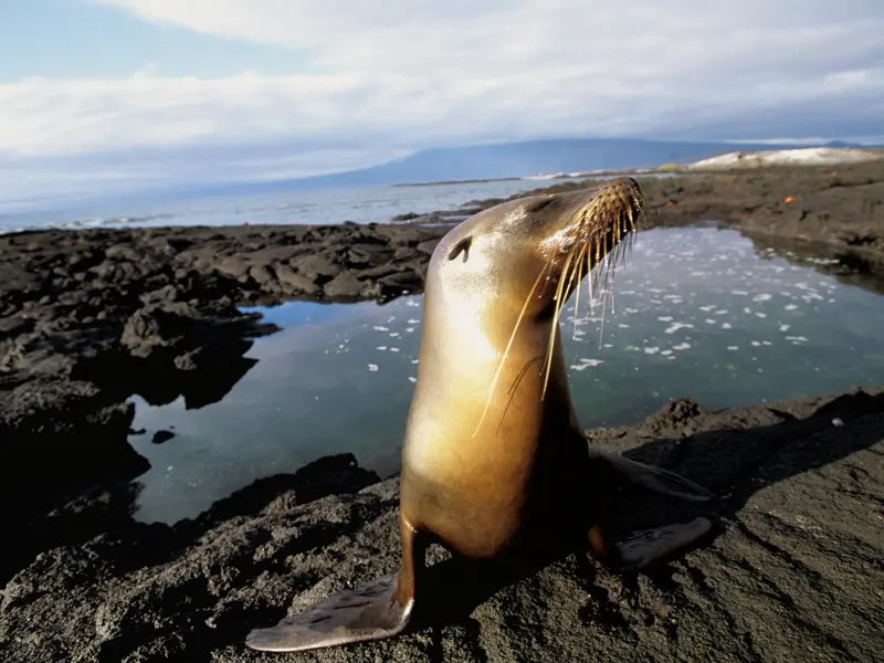 Auf unserer Reise nach Ecuador sehen wir auf Galápagos Seelöwen, Riesenschildkröten, Meerechsen, Weißspitzenhaie, Blaufußtölpel und viele weitere Tiere. Unsere kleine Gruppe ist perfekt, um das Naturparadies zu entdecken.