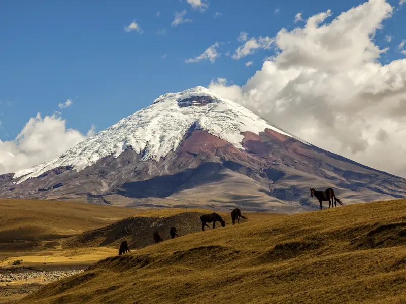 Bei unserer Reise nach Ecuador und Galápagos in kleiner Gruppe fahren wir auf der Straße der Vulkane zum Cotopaxi-Nationalpark und spazieren am Fuße des Cotopaxis zur Lagune von Limpiopungo.