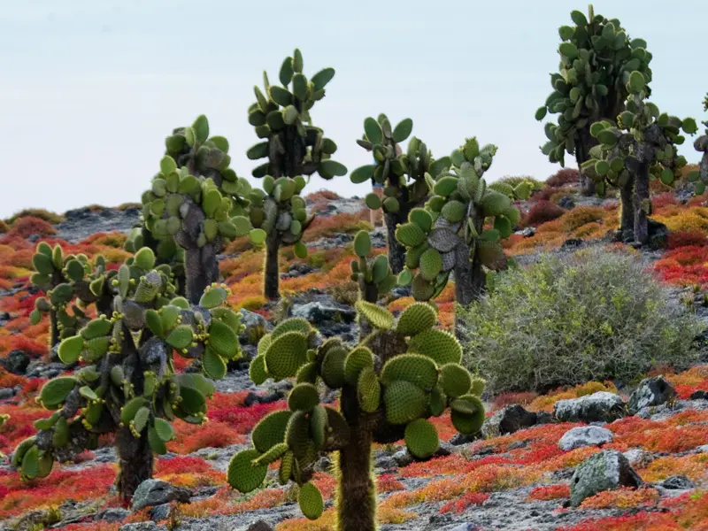 Auf der Insel Plaza Sur, die wir auf unserer Studiosus-Reise auf den Galápagos-Inseln besuchen, können wir zwischen den Riesenopuntien Kaktusfinken und Gabelschwanzmöven entdecken.