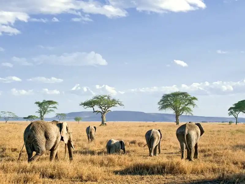 Bis zum Horizont erstreckt sich die Grassavanne in der Serengeti, und Elefanten durchstreifen die ¿endlose Ebene¿, wie der berühmte Nationalpark in der Massai-Sprache heißt. Auf unserer Rundreise durch Tansania können wir von unserem Camp aus nachts das Schreien der Hyänen und lautes Löwengebrüll hören.