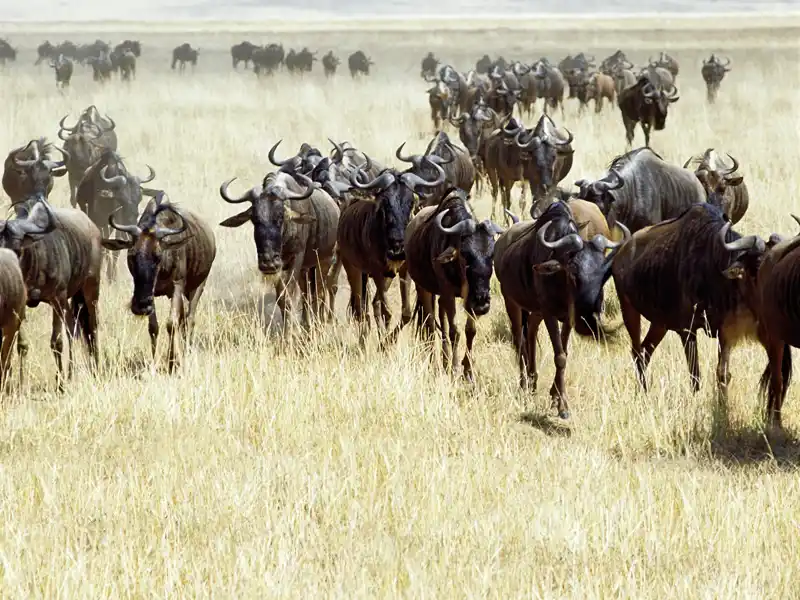 Nicht nur bei der Great Migration ziehen große Herden von Gnus durch die Serengeti. Bei unserer smart & small-Rundreise nach Tansania sehen wir garantiert eine große Anzahl dieser Tiere.