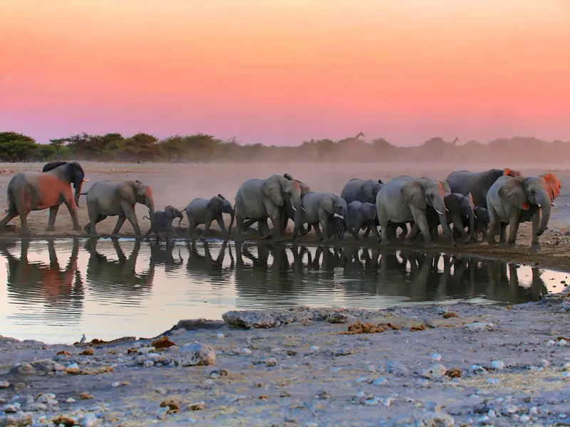 Auf unserer Reise durch Namibia in kleiner Gruppe begegnen wir der aufregenden Tierwelt Afrikas