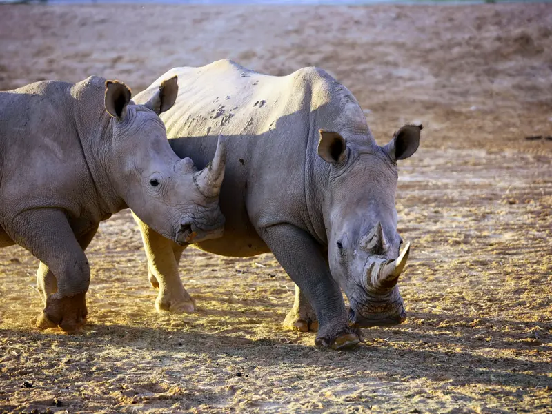 Im Etoschapark nehmen wir die Fährte der Big Five auf. Vielleicht sehen wir tatsächlich Nashörner. So oder so: Bestimmt schießen Sie auf unserer Kleingruppenreise durch Namibia das Foto des Jahres!