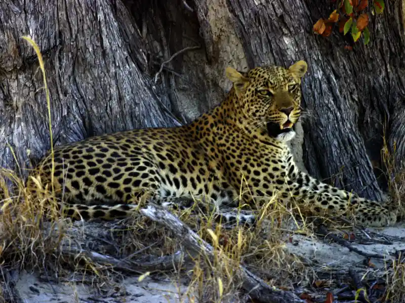 Zwei Wochen lang erkunden Sie mit Ihrem Studiosus-Reiseleiter und in kleiner Gruppe die Naturschönheiten Botswanas und Namibias. Mit etwas Glück bekommen Sie auch einen Leoparden - den scheuesten der Big Five - zu sehen.