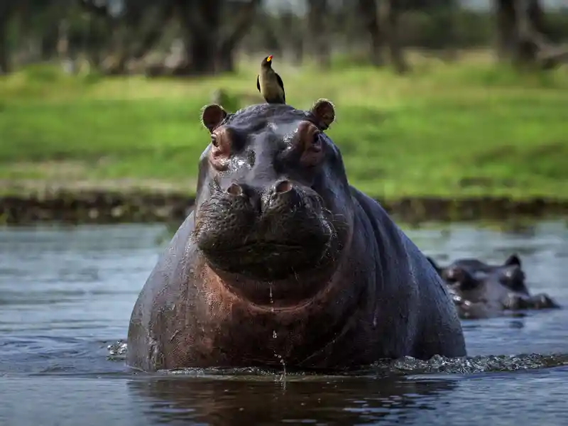 Zwei Wochen lang erkunden Sie mit Ihrem Studiosus-Reiseleiter und in kleiner Gruppe die Naturschönheiten Botswanas. Das Okavangodelta ist ein Paradies für Flusspferde, die gelegentlich bis an unser Camp kommen.