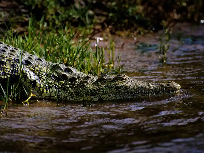 Zwei Wochen lang erkunden Sie mit Ihrem Studiosus-Reiseleiter und in kleiner Gruppe die Naturschönheiten Botswanas und Namibias. Auf unserer Rundreise beobachten wir viele Tiere am Chobe-Fluss - aber immer aus sicherer Distanz.