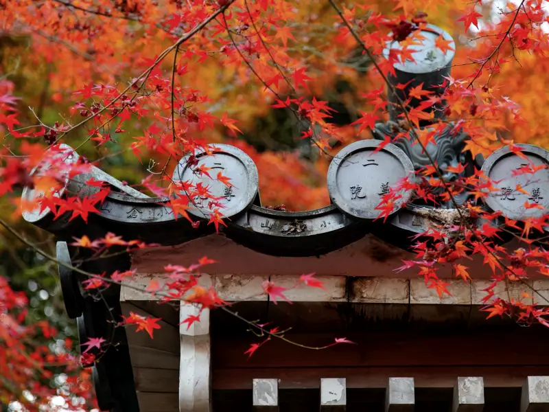 Im Herbst sind viele heilige Schreine in Japan in ein Farbenmeer voller Blätter getaucht.