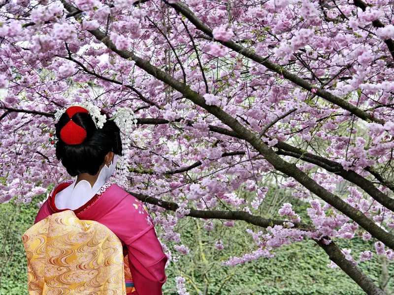 Die Kirschblüte ist auch für Japaner eines der beliebtesten Fotomotive des Landes; auf unserer Besonderen Studienreise werden Sie begeistert sein von der zarten Blütenpracht.