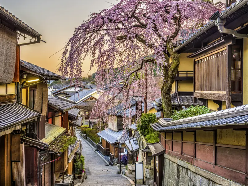 Diese Besondere Studienreise führt Sie zur Zeit der Kirschblüte nach Japan. In den Altstadtgassen von Kyoto können Sie  ins traditionelle Leben eintauchen.