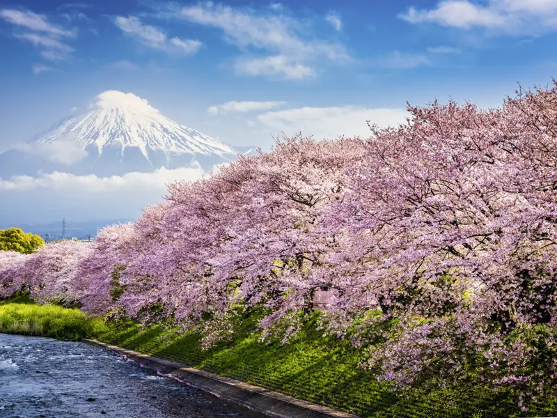 Auch am Fuße des heiligen Berges Fuji-san können Sie auf dieser Reise Kirschblüten erwarten.