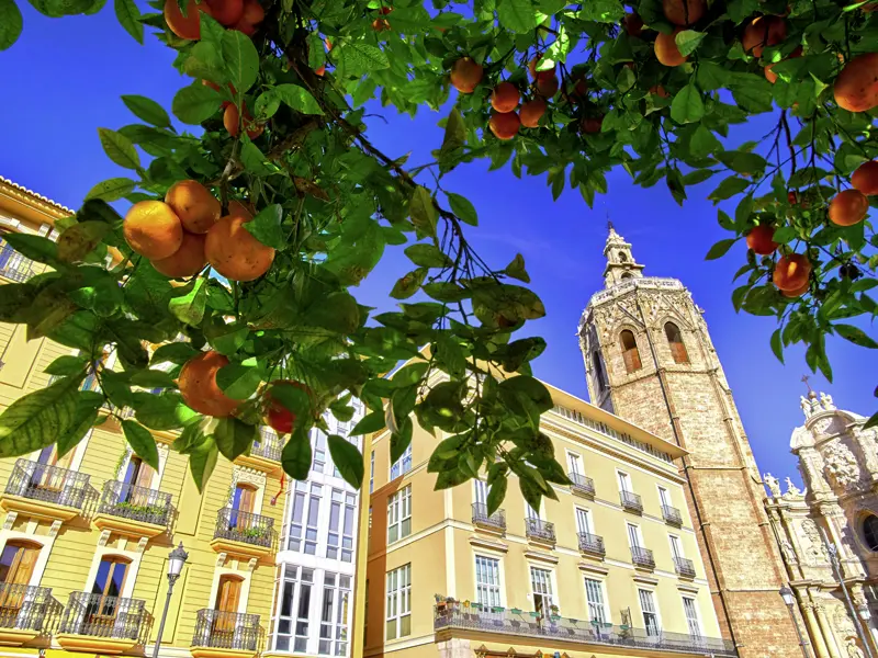 Unsere Rundreise startet in Valencia. Ein schattiges Plätzchen unter Orangenbäumen wartet nach der Besichtigung der Kathedrale und der Seidenbörse auf uns.