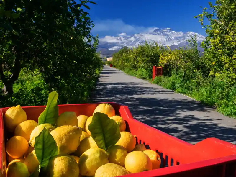 Unterwegs auf unserer Singlereise auf Sizilien kosten wir gern die sonnengereiften Früchte der Insel.