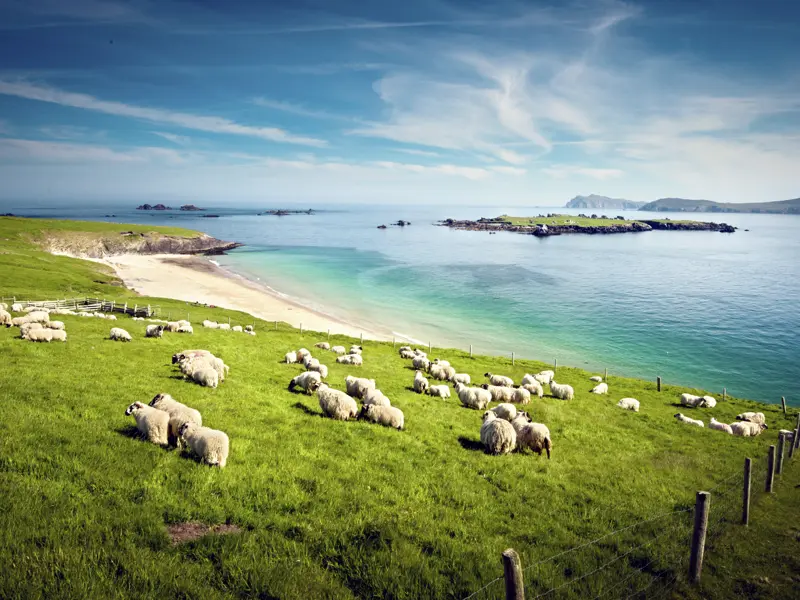 Unsere Singlereise durch Irland führt uns auch auf die Halbinsel Dingle, wo wir, wie die Schafe hier im Bild, den tollen Ausblick auf Blasket Island genießen.