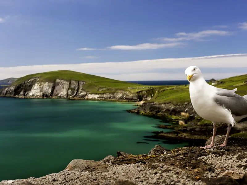 Die unzähligen Panoramablicke auf unserer Reise für Singles und Alleinreisende durch Irland werden Sie begeistern. Hier der Ausblick auf die Küste der Halbinsel Dingle - mit Möwe!