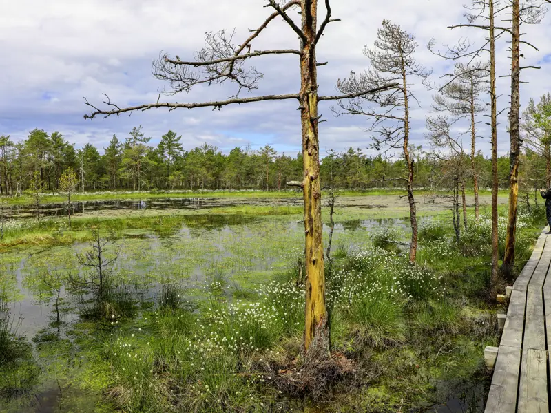 Auf unserer Studienreise quer durch das Baltikum, wandern wir durch das Hochmmor im Lahemaa-Nationalpark, der ganz im Norden von Estland liegt.