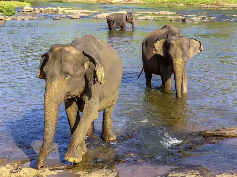 Elefanten gehören zu einer Rundreise durch Sri Lanka einfach dazu. Auf dieser Singlereise in Sri Lanka gehen wir im Udawalawe-Nationalpark auf Safari.