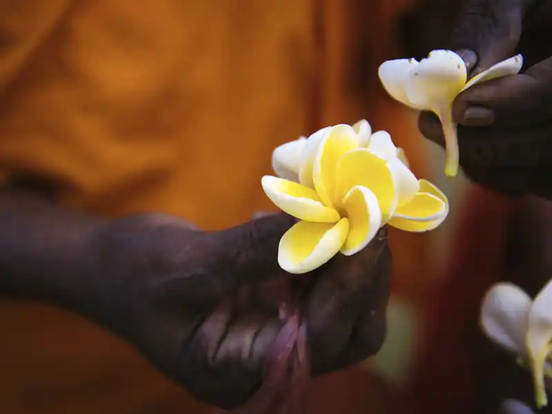 Vor allem zu rituellen Anlässen werden in Sri Lanka gerne Blumen dargebracht. Wir sehen es auf unserer Rundreise für Singels und Alleinreisende.