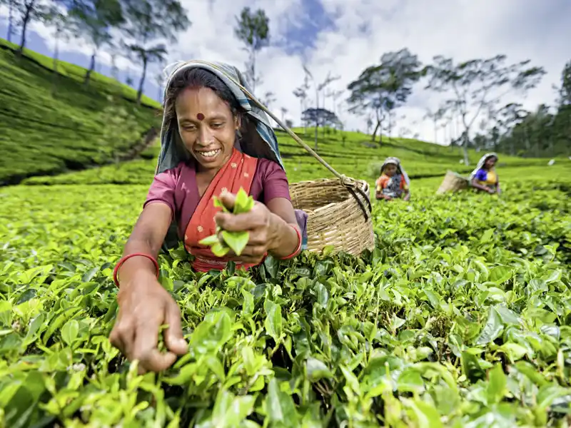 Auf unserer Rundreise für Singles und Alleinreisende durch Sri Lanka besuchen wir im Hochland eine Teeplantage. Die besten Teequalitäten werden von Hand gepflückt, die weniger guten mit Scheren geschnitten. Tee ist Sri Lankas Exportprodukt Nummer eins.