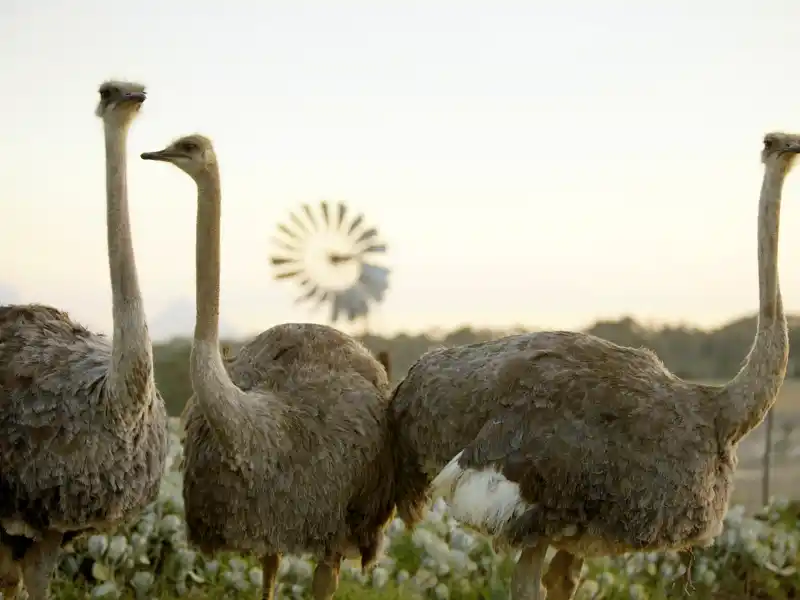 Südafrika ist eine faszinierende Destination! Vor der Durchquerung der Kleinen Karoo besuchen wir auf unserer Rundreise eine Straußenfarm bei Oudtshoorn - und Sie lernen alles über den Vogel, der nie fliegt.