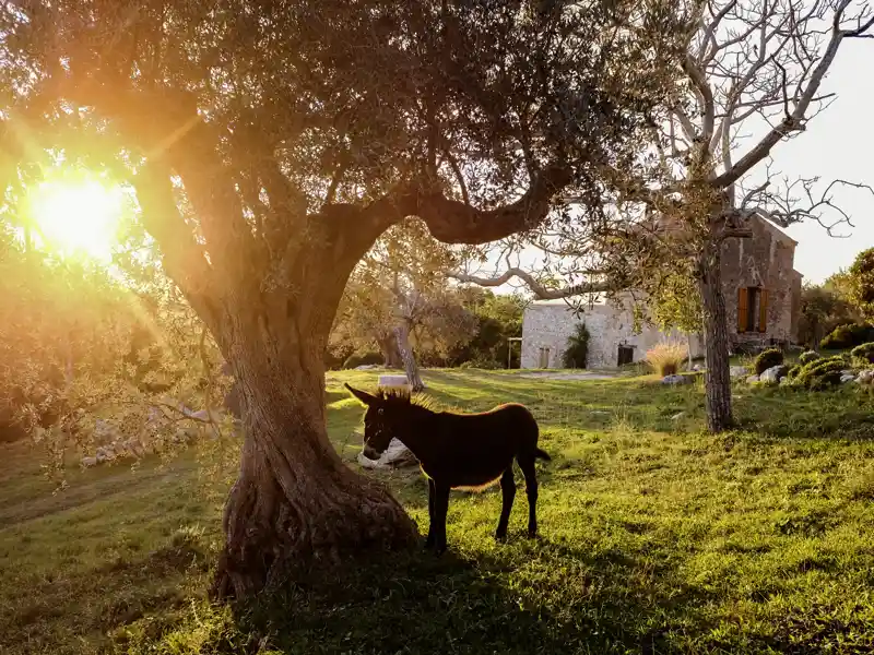 Bei unserer achttägigen Reise an den Golf von Neapel, die sich an den Bedürfnissen von Familien orientiert, besuchen wir an einem Tag auch ein Landgut im Cilento.