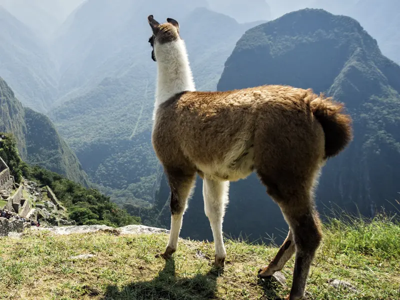 Dieser Tag bleibt Ihnen bestimmt unvergessen: Auf Ihrer Rundreise durch Peru geht es auch nach Machu Picchu, der legendären Inkastadt.