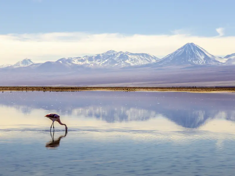 Die Atacama-Wüste: eine Mondlandschaft aus Sand und Salz! Vor uns flimmert wie eine Fata Morgana die Salzfläche des Salar de Atacama. Nur Flamingos setzen Farbtupfer ins blendende Weiß. - Nur eines der vielen Naturerlebnisse auf unserer 21-tägigen Studienreise durch Argentinien und Chile.