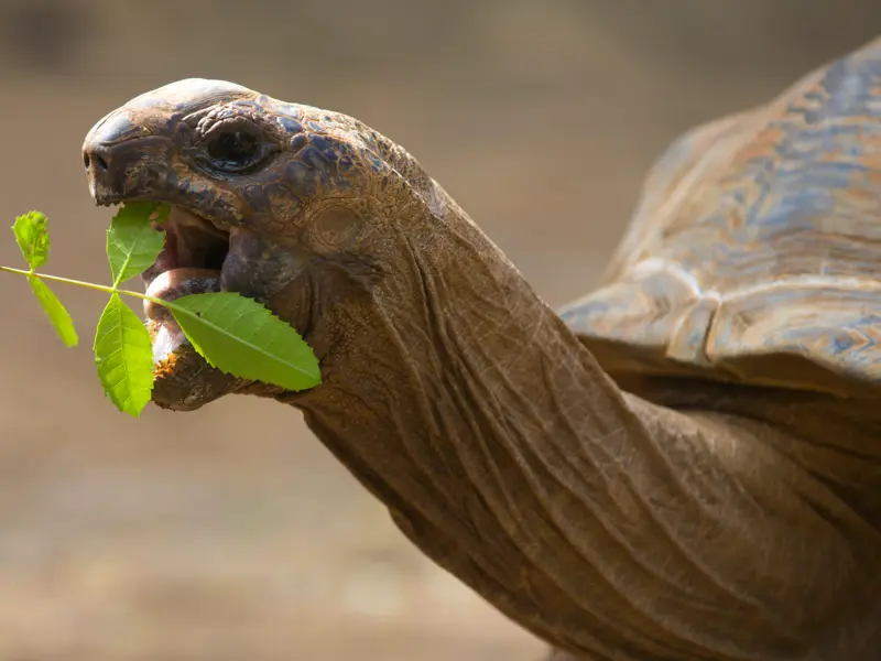 Nach der Ankunft auf der Galápagos-Insel Santa Cruz wartet im Hochland gleich die erste Entdeckung auf uns: Gemächlich kriechen uns Riesenschildkröten entgegen - nur eine der vielen Tierbegegnungen auf der Studiosus-Reise nach Ecuador!