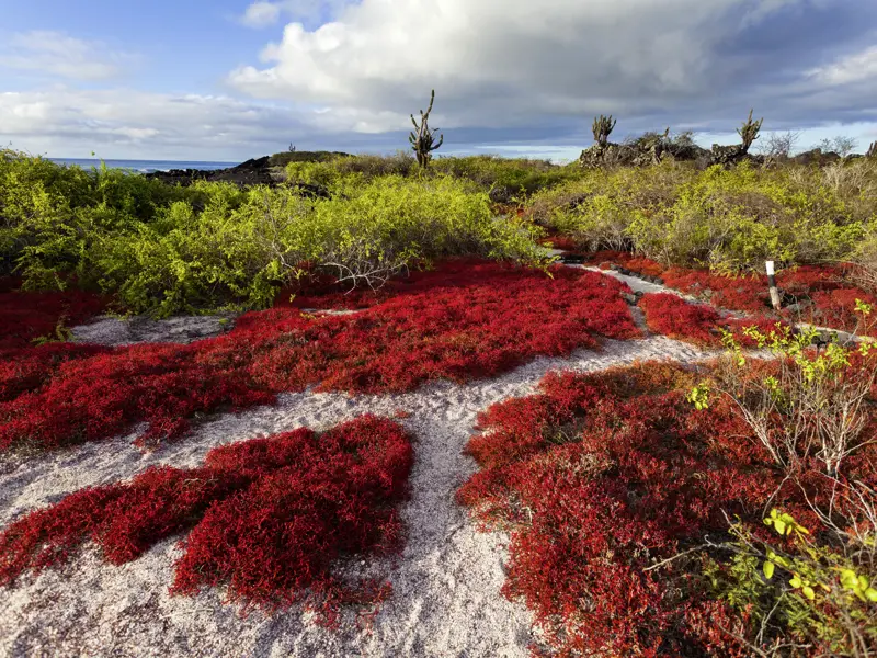 Auf der Galápagos-Insel Floreana sind wir auf unserer Inseltour nicht nur auf den Spuren der spannenden Siedlungsgeschichte. Je nach Jahreszeit färben die Sesuviumpflanzen die Insel grün, gelb, rot oder violett.