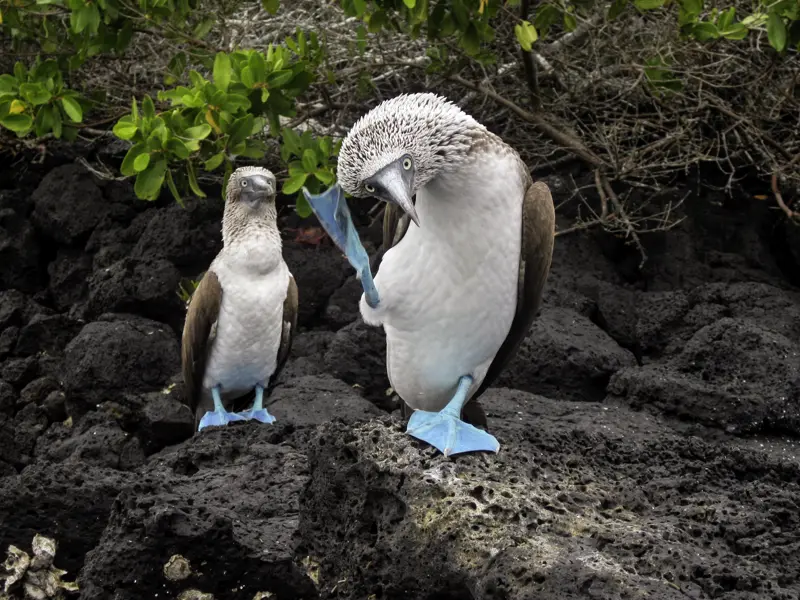 Die Flora und Fauna, die wir bei unserer Reise durch Ecuador auf den Galápagos-Inseln sehen, ist beeindruckend. Auch die Nistplätze von Blaufußtölpeln entdecken wir.