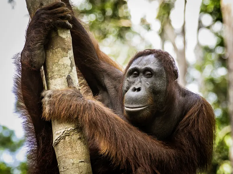 Auf unserer 19-tägigen Studienreise nach Malaysia fliegen wir von Georgetown nach Kuching auf die Insel Borneo. Dann auf in den Dschungel! Im Semenggoh Nature Reserve können wir mit etwas Glück Orang-Utans beim Frühstück erleben, wenn sie in der Auswilderungsstation gefüttert werden.