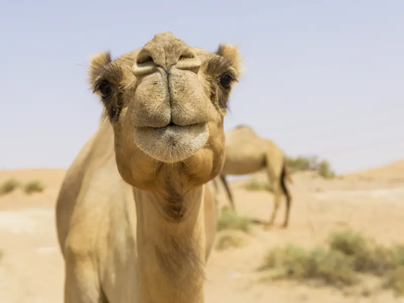 Sicherlich kreuzen auf unserer Studienreise  mit Wanderungen durch Jordanien auch Kamele  unserern Weg.