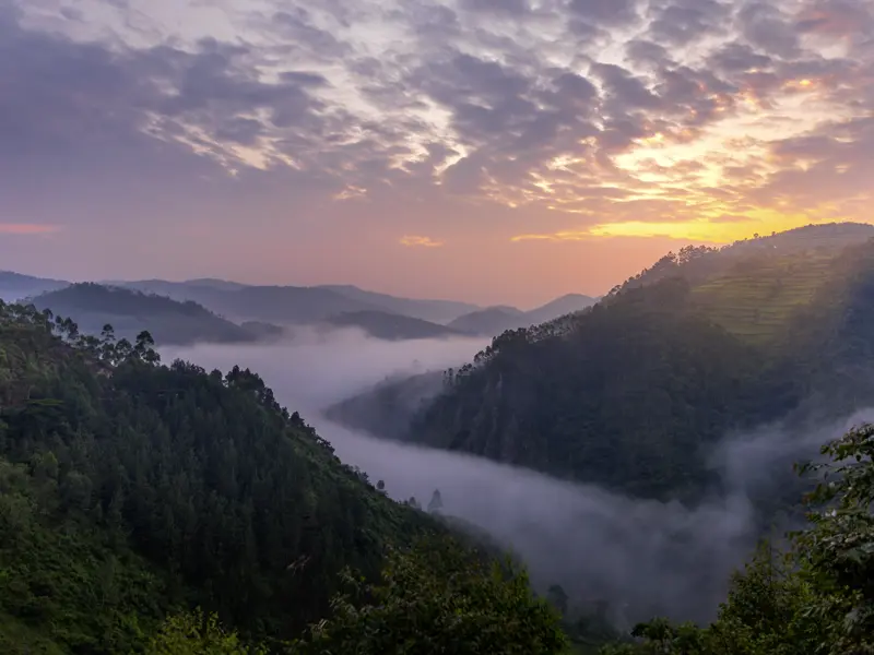 Ein Höhepunkt der Studiosus-Naturerlebnisreise Uganda - mit Gorilla-Tracking: das Landschaftserlebnis im Bwindi-Nationalpark, einer der Orte, an denen man wild lebende Gorillas sehen kann.