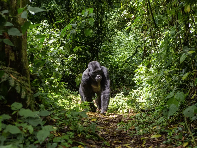 Ein Höhepunkt unserer Naturerlebnisreise nach Uganda - die Begegnung mit wild lebenden Gorillas im Regenwald!