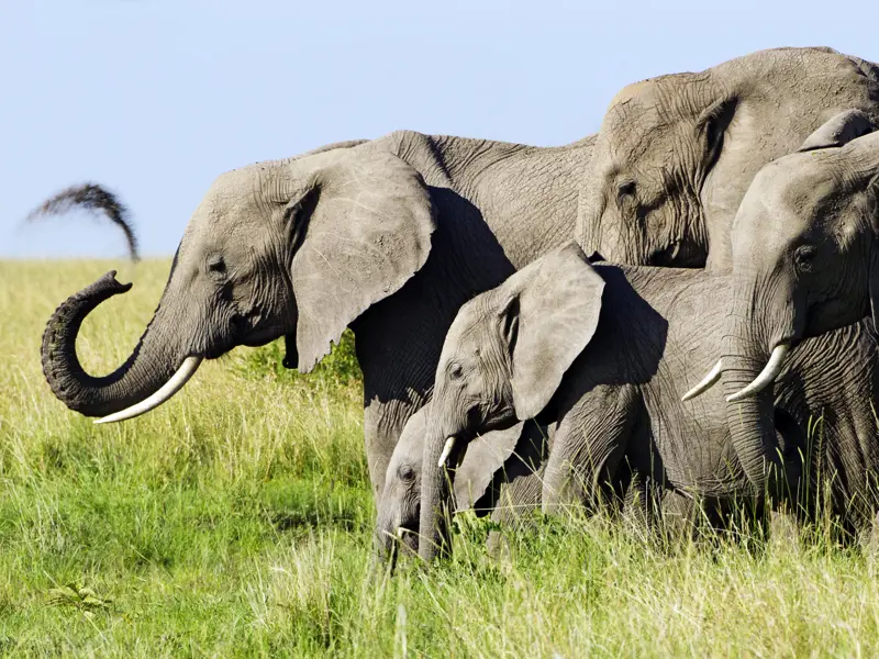 Die imponierenden Elefantenherden im Tarangire-Nationalpark in Tansania grüßen uns bei unserer Studienreise schon von Weitem lautstark.