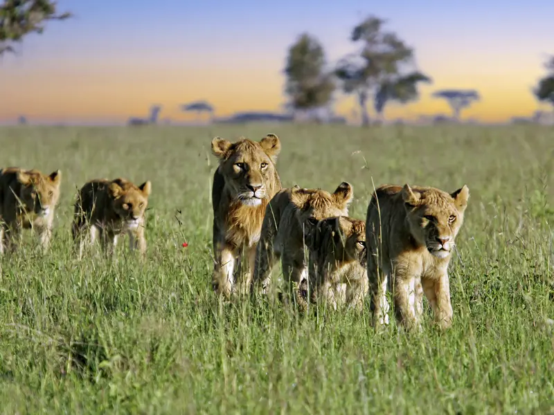 Wie die Löwen pirschen wir uns auf unserer Safari an die Wildtiere der Serengeti heran. Ein Festmahl für Fotofeinschmecker! Grzimek hatte schon vor Jahrzehnten Recht: Serengeti darf nicht sterben!