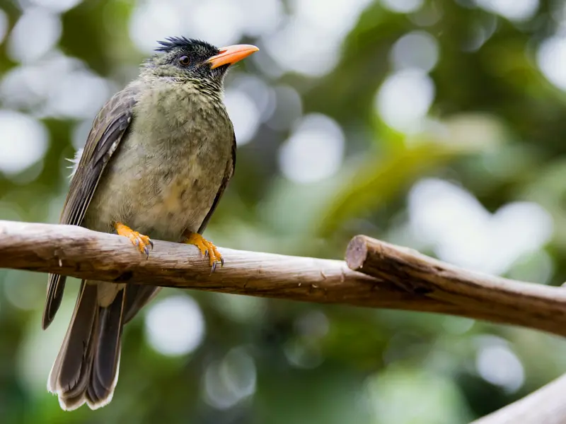 Auf unserer Studienreise Inseln im Indischen Ozean - Seychellen - La Réunion - Mauritius erkunden wir Flora und Fauna der drei Trauminseln. Auf der zweitgrößten Seychelleninsel Praslin etwa besuchen wir das Naturreservat Vallée de Mai (UNESCO-Welterbe). Doch nicht nur hier in der sagenhaften Coco de Mer ist der Bülbül heimisch.