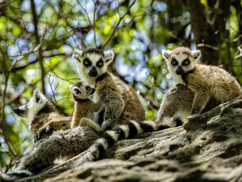 Unsere Naturerlebnis-Studienreise nach Madagaskar führt in einige der schönsten Nationalparks. Im 850 qkm großen Isalo-Schutzgebiet haben Sie die Möglichkeit, Lemuren aus der Nähe zu beobachten. Was für ein Naturerlebnis!