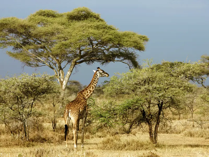 Wir nehmen uns Zeit  bei unserer Studienreise durch Kenia und Tansania für die unberührte Wildnis der Serengeti. Das Programm bestimmen die Tiere. In diesem Garten Eden erleben wir die Natur unverstellt, ungebändigt - und schutzbedürftig.