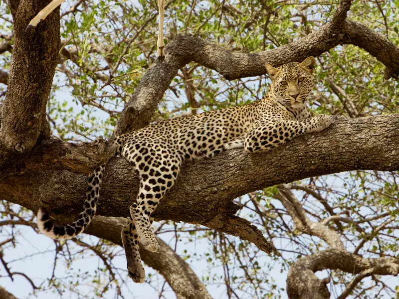 Bei unserer Studienreise durch Kenia und Tansania haben wir viel Zeit, die Fülle an wilden Tieren in freier Wildbahn zu erleben.