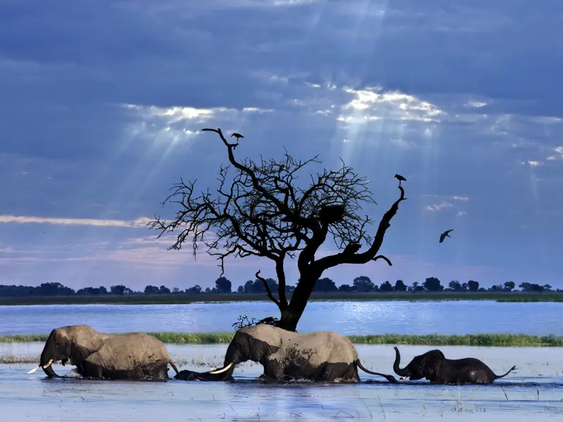 Auf unserer Studienreise durch das Südliche Afrika kommen wir der Tierwelt sehr nahe, vielleicht auch dieser Elefanten-Kleinfamilie.