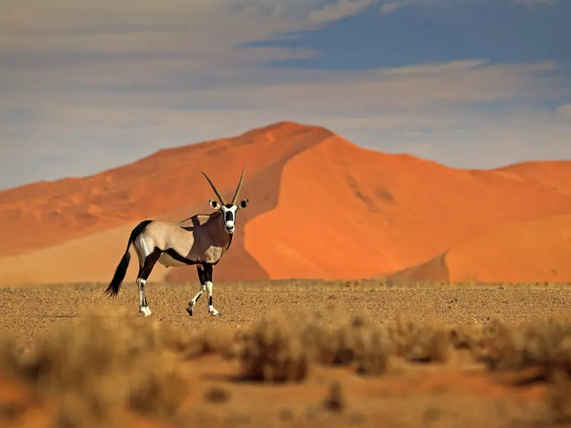 Auf unserer großen Namibiareise entdecken wir die Natur des Landes und haben beeindruckende Begegnungern mit der Tierwelt.