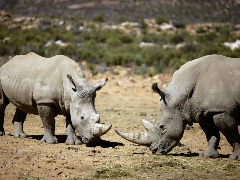 Die Begegnungen mit Namibias Tierwelt gehören zu den eindrucksvollsten Erlebnissen auf unserer Rundreise in 18 Tagen durch Namibia. Diese umfassende Studienreise durch Namibia mit Fischflusscanyon, Kalahari und Lüderitz zeigt Ihnen Afrika wie aus dem Bilderbuch.