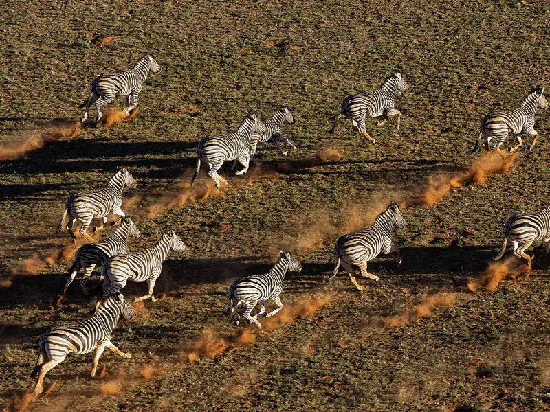 Die Destination Namibia bietet auf unserer großen Studienreise grandiose Naturerlebnisse: Sie können dort den Atem der Wildnis spüren, etwa im Etoschapark.