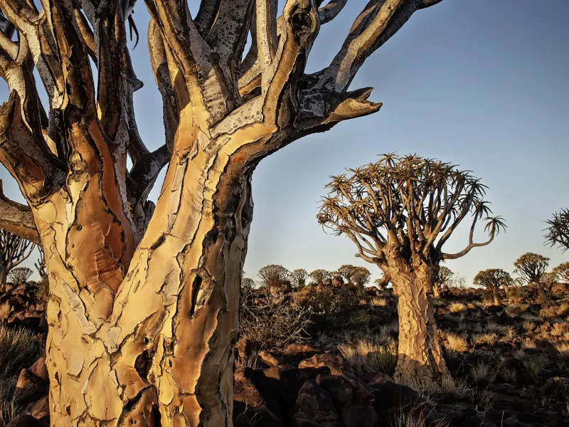 Auf Ihrer KLassik-Studienreise durch Namibia haben Sie immer wieder Zeit, innezuhalten und die Naturschönheiten Afrikas zu genießen. So wie hier die Köcherbäume, ein Naturwunder Namibias.